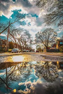 Reflection of bare trees on puddle at street Foto stock