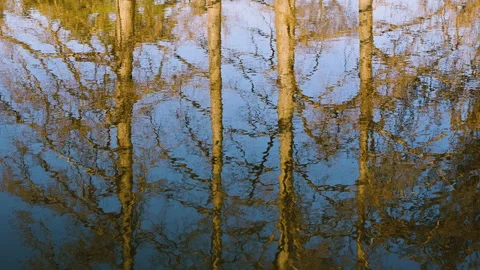 Reflection of bare winter trees in still lake water creating abstract mirro.. Stock Footage 331162704