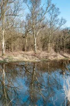 Reflection of bark forest in water Stock Photos