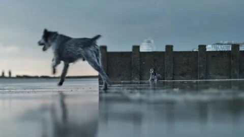 Reflection on a beach a sat dog relaxes tilt shift slow motion 4K Stock Footage 289384439