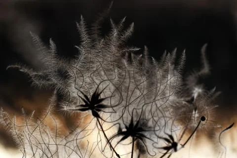 Reflection of the beautiful evening sun through weeds Stock Photos