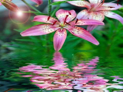 Reflection of the beautiful flowers Fotos Stock