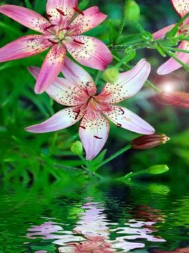Reflection of the beautiful flowers Stock Photos