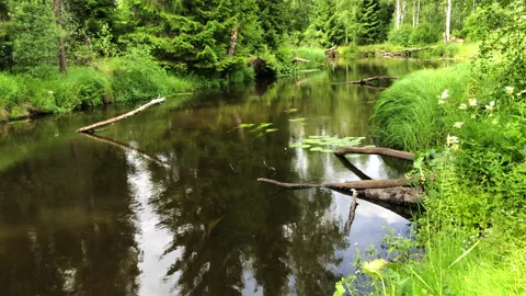 Reflection of a beautiful Russian forest in the river. Beautiful Russian nature. Stock Footage 145321700