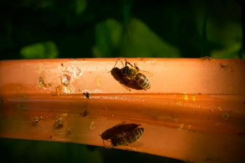 The reflection of a bee in water Stock-Fotos