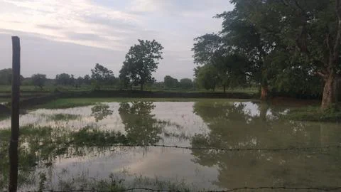 Reflection of big tree in farm water Stock Photos