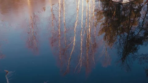 Reflection of Birch Trees on Still Water in Early Spring Light Video stock 306322514