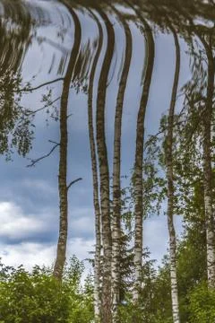 Reflection of birch trees in water Foto stock