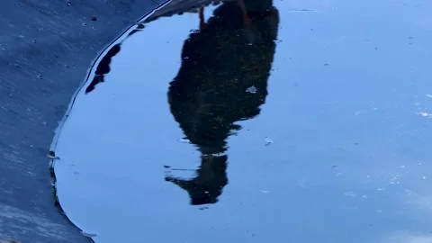 Reflection of a bird in the pool Stock Footage 250153683