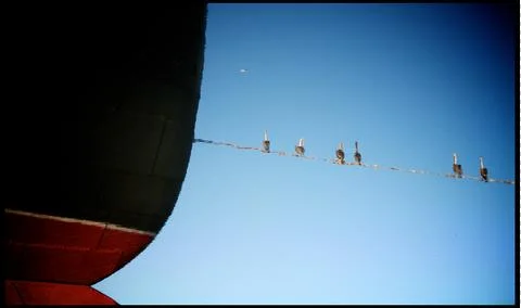 Reflection of birds on a wire Stock Photos