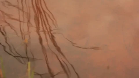 Reflection of blowing reeds in pond surface Stock Footage 82915423