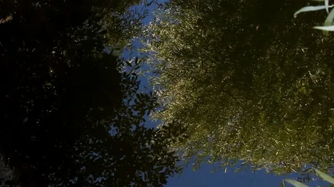 Reflection of the blue sky and trees in a clear stream Video stock 125144986