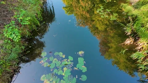 Reflection of blue sky and trees on the water surface of a lily pond. 動画素材 318607684