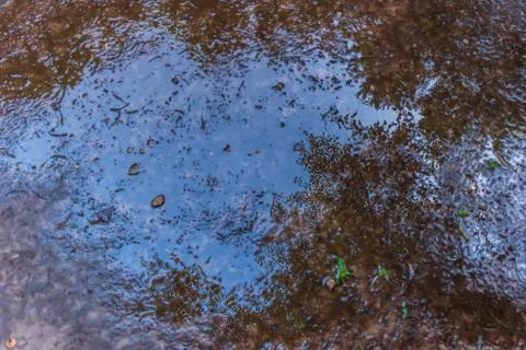 Reflection of blue sky and trees in a puddle in a forest in the evening Stock Photos
