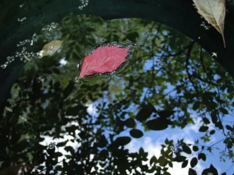 Reflection of blue sky with cloud in water with red leaf Stock Photos