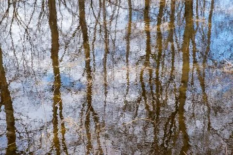 Reflection of the blue sky, clouds and tree trunks in the water. Stock Photos
