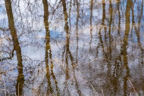 Reflection of the blue sky, clouds and tree trunks in the water. Stock Photos