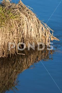 Reflection of a blue sky in a creek with thawed water in the spring April for Stock Photos