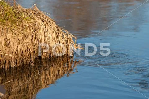 Reflection of a blue sky in a creek with thawed water in the spring April for Stock Photos