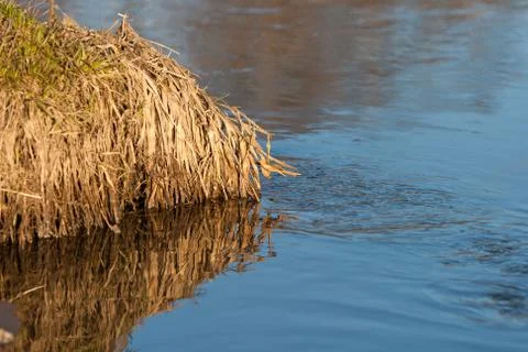 Reflection of a blue sky in a creek with thawed water in the spring April for Stock Photos