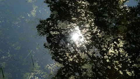 Reflection of a branched tree on water surface of a pond overgrown with duckweed Video stock 316090242