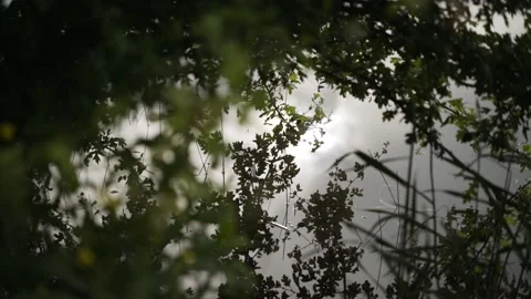 Reflection of branches and green leaves in water in overgrown area, close-up. Stock Footage 171803072