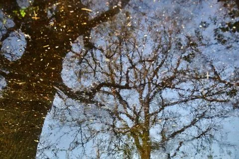 Reflection of branches and tree trunks in water. Oaks growing on a swamp Stock-Fotos