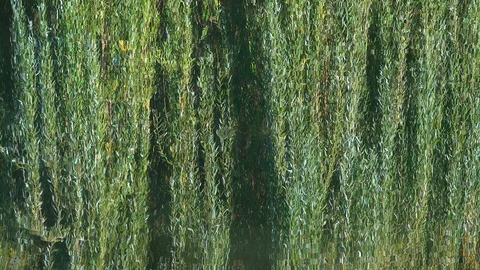 Reflection of branches with foliage of willow on the surface of the water in Vidéo 96282019