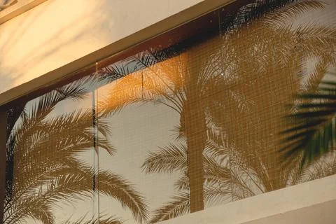 Reflection of branches of palm trees in the windows of a light building Stock Photos