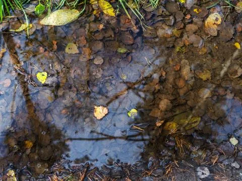 The reflection of branches in a puddle with leaves. Fotos Stock
