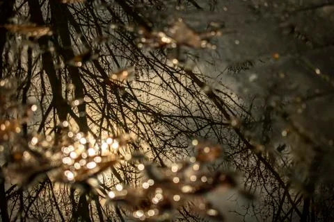 Reflection of the branches of a tree in a puddle of a park in the autumn time Stock Photos