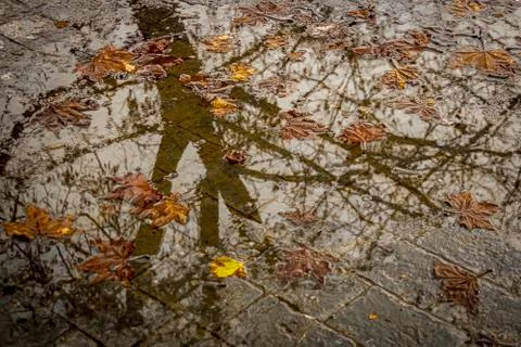 Reflection of the branches of a tree in a puddle of a park with golden leaves Stock Photos