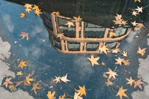 Reflection of a building and sky in a puddle with fallen yellow autumn leaves 写真素材