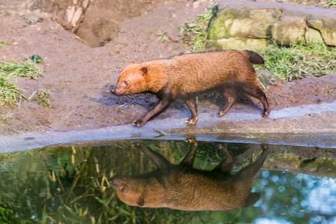 Reflection of a Bush dog Stock Photos