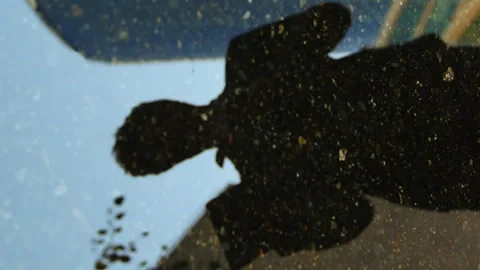 Reflection of a businessman in the puddle using digital tablet Stock Footage 300930234