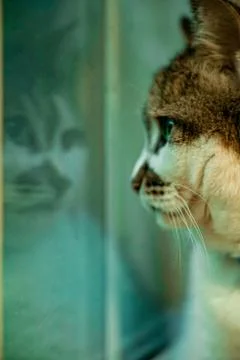 Reflection of a cat in a window. Stock Photos