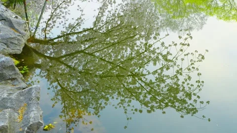 The reflection of cherry blossom trees in the lake in spring Stock Footage 312929546
