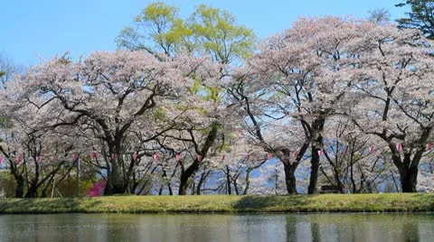 Reflection of cherry blossoms in the river. Stock-Footage 10717651