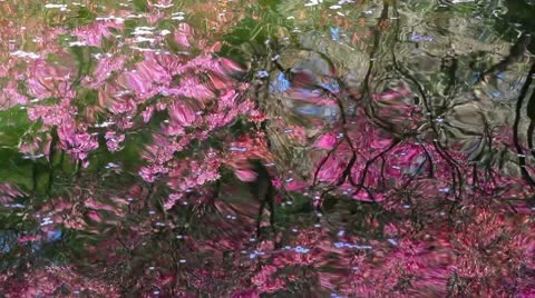Reflection of cherry blossoms in the river. Stock Footage 10717656