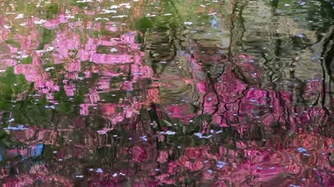 Reflection of cherry blossoms in the river. Stock Footage 10717660