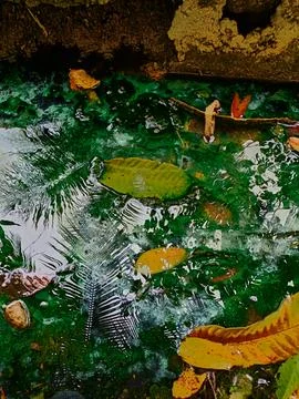 Reflection of a clear puddle Stock Photos