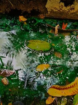 Reflection of a clear puddle Stock Photos