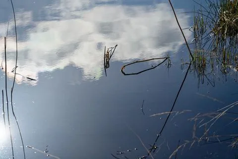 Reflection of clouds and reeds in calm water with natural light and shadows Stock Photos