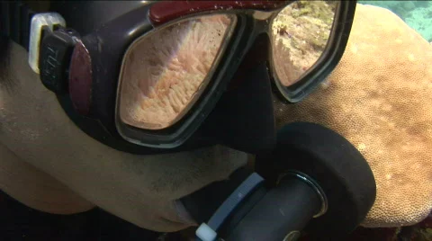 Reflection of clownfish in anemone in the dive mask of a diver Video stock 576416