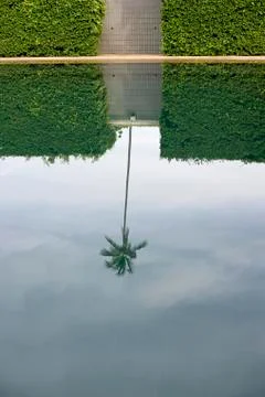 Reflection of coconut palm Foto stock