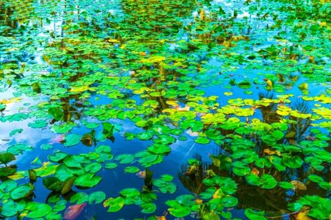 Reflection of coconut palm trees around the pond Stock Photos