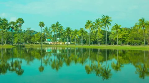 Reflection of coconut palm trees in decorative pond Stock Footage 35424937