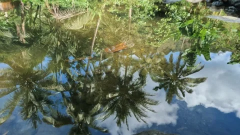 Reflection of coconut trees on the surface of clear river water Stock Footage 321322790