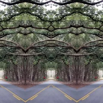 Reflection Collage of Live Oaks (3) Foto stock