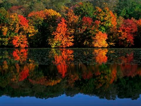 Reflection of colorful trees Stock Photos